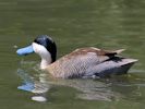 Puna Teal (WWT Slimbridge July 2012) - pic by Nigel Key